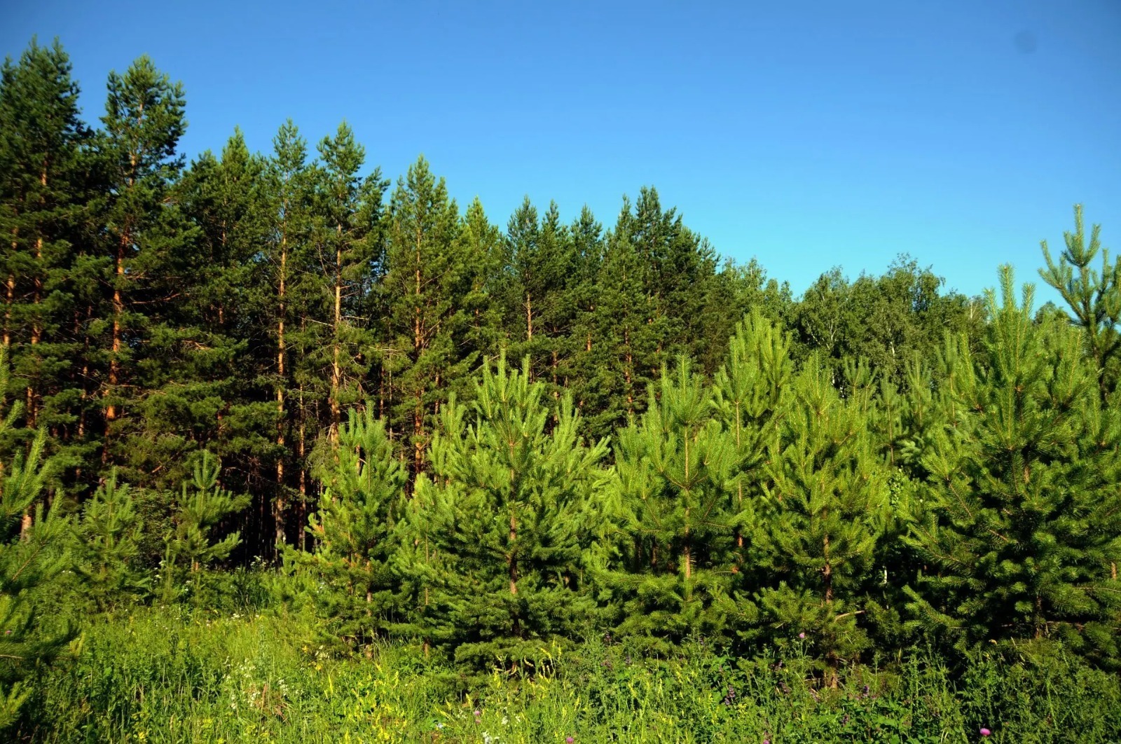 пресс-служба / минлесхоз Башкирии