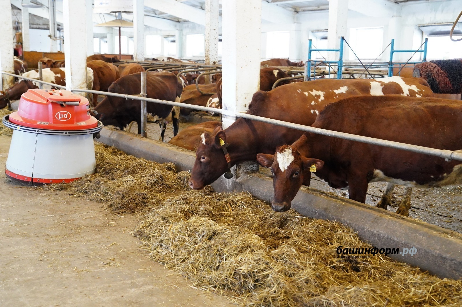 Олег Яровиков / ИА «Башинформ»