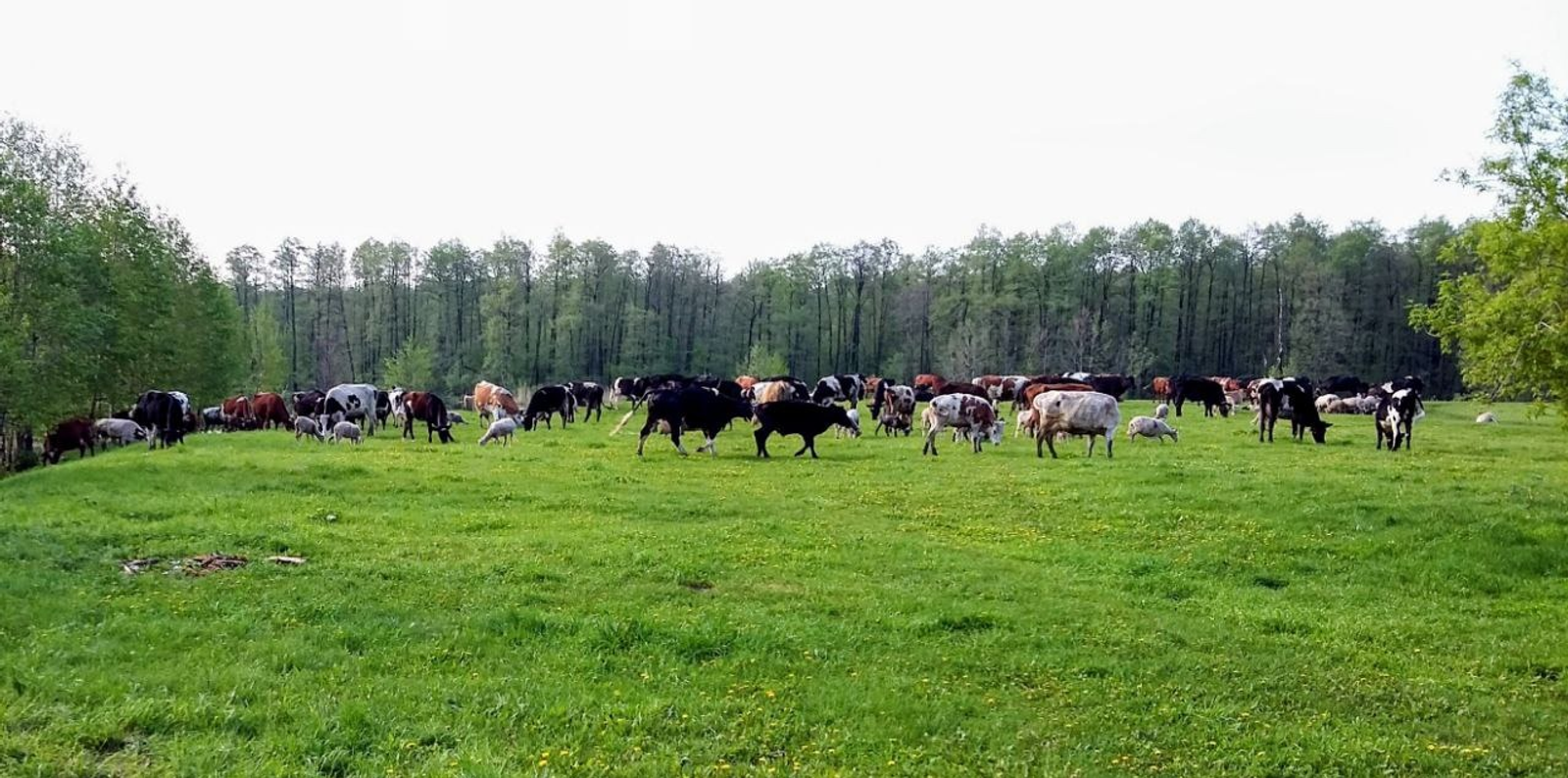 Розалия Хисаева