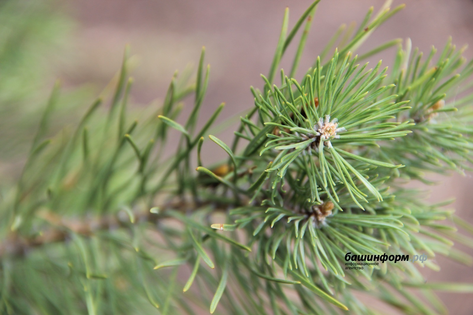 ИА "Башинформ"