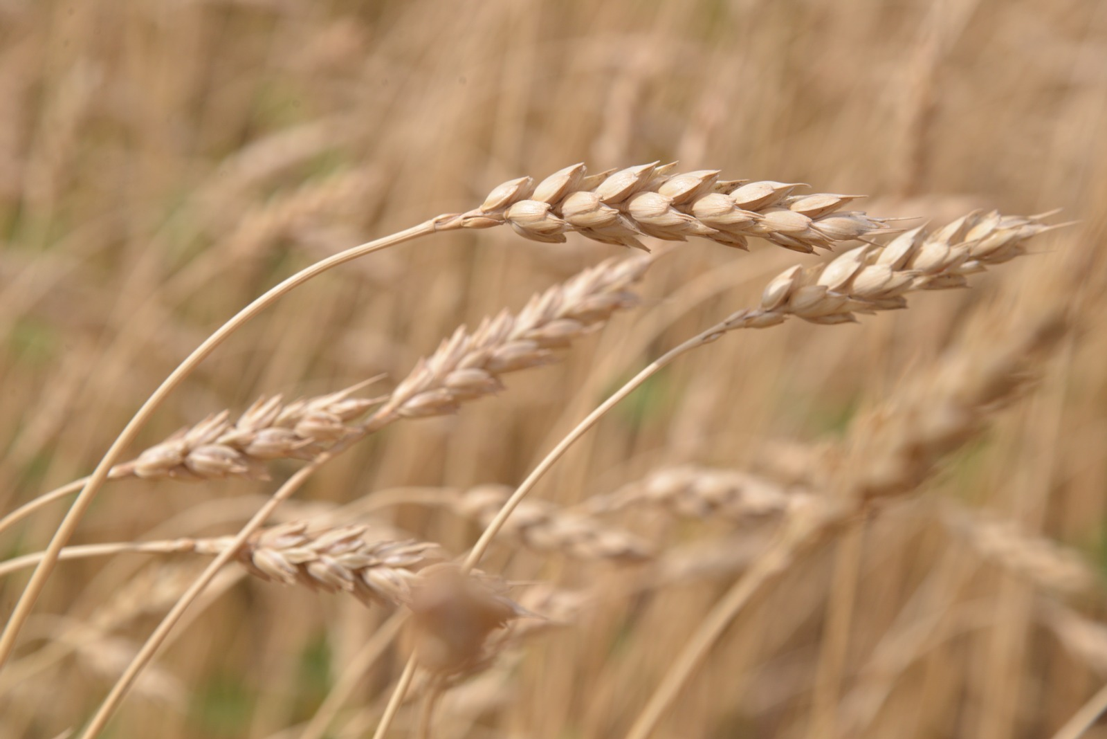 Динар Калимуллин