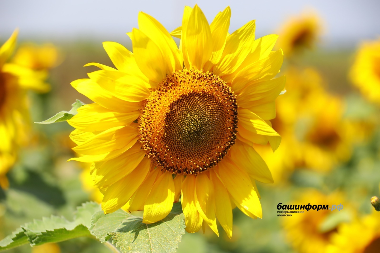 Валерий Шахов