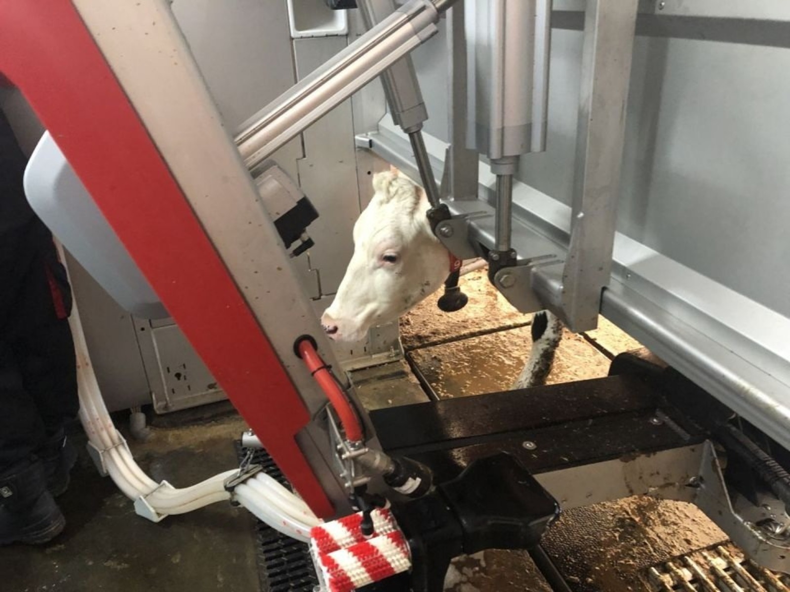 пресс-служба / минсельхоз Башкирии