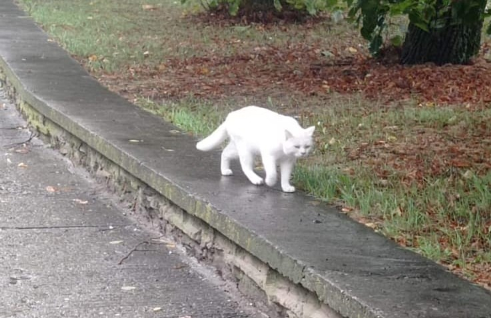 Розалия Хисаева