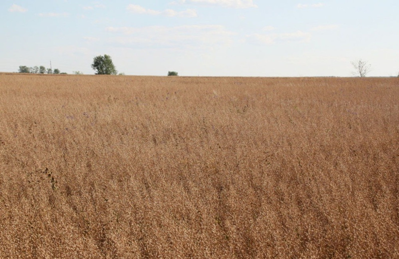 пресс-служба минсельхоза Башкирии