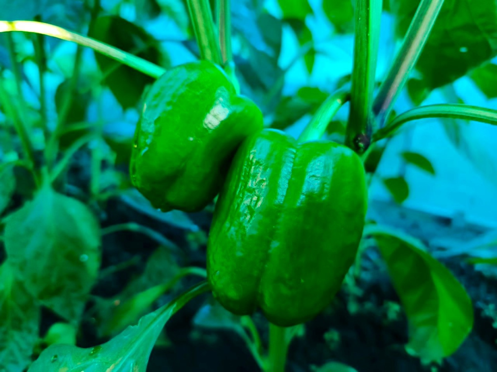 Розалия Хисаева